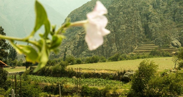 Inka Khawarina Tambo Lodge image 14